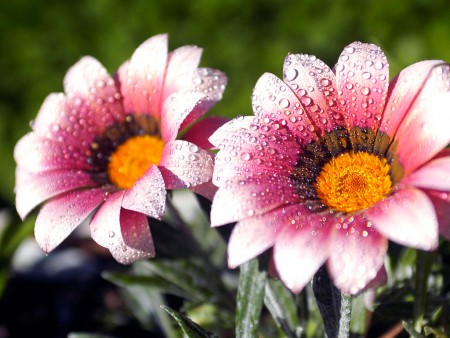 AS FLORES E AS SUAS ESSENCIAS