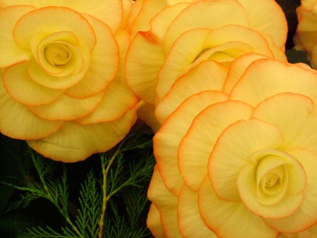 BEGONIAS